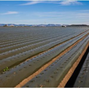 Ana Görsel