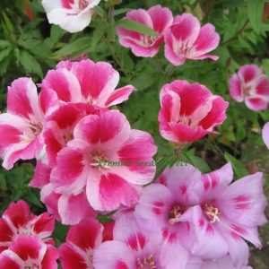 Ürün Görseli 2