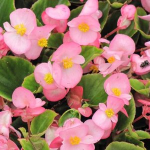 Ana Görsel