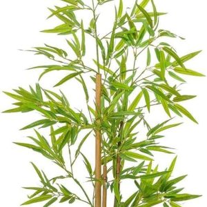 Ana Görsel