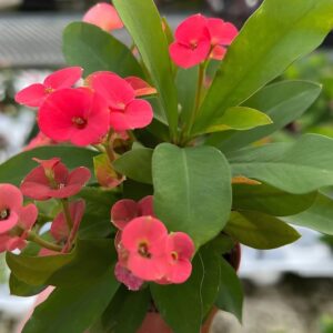 Ürün Görseli 2